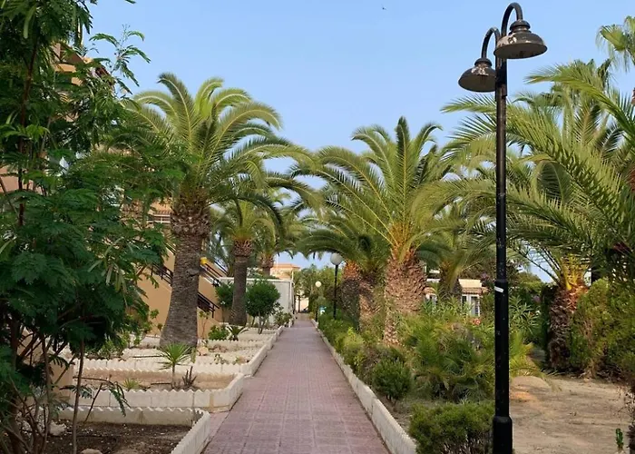 Under The Palm Trees * 托雷维耶哈